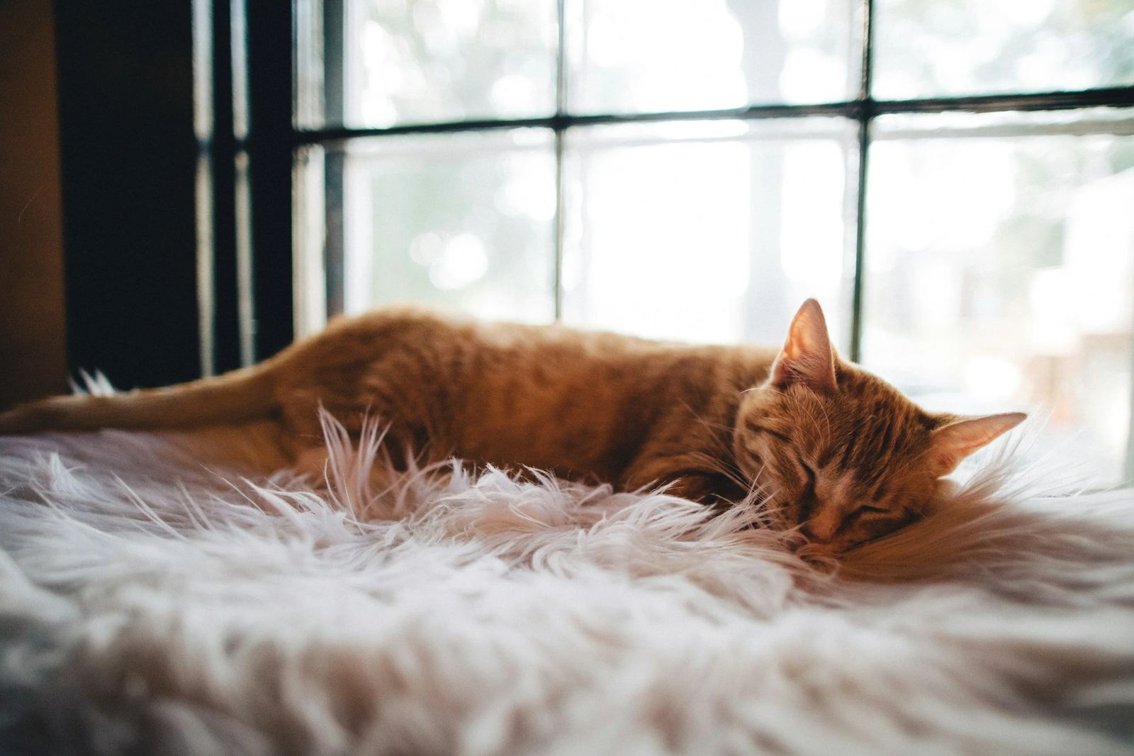 Orange cat resting on a fluffy white rug