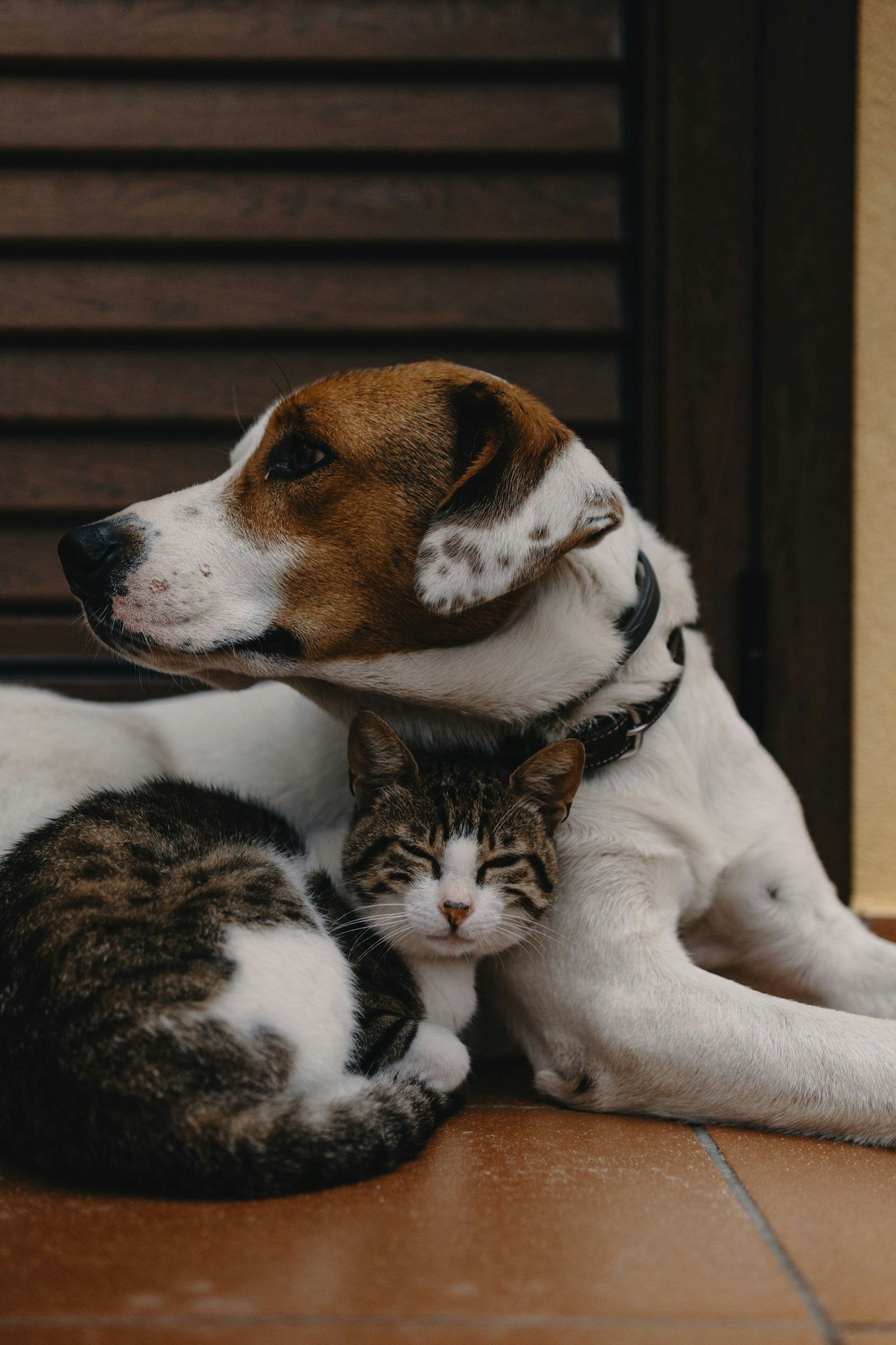 Dog and cat cuddling together on a wooden floor