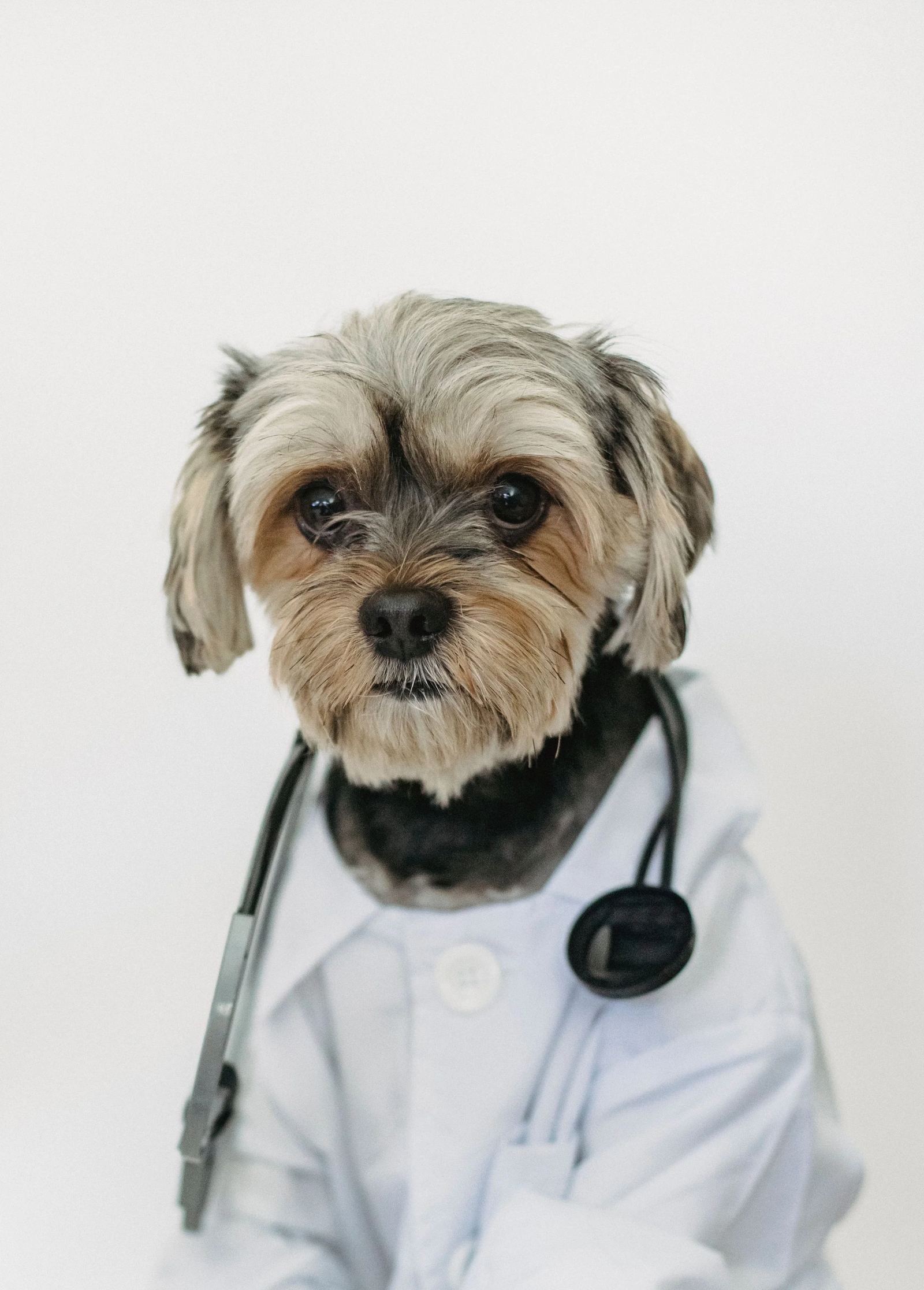 Small dog dressed in a white vet coat with a stethoscope