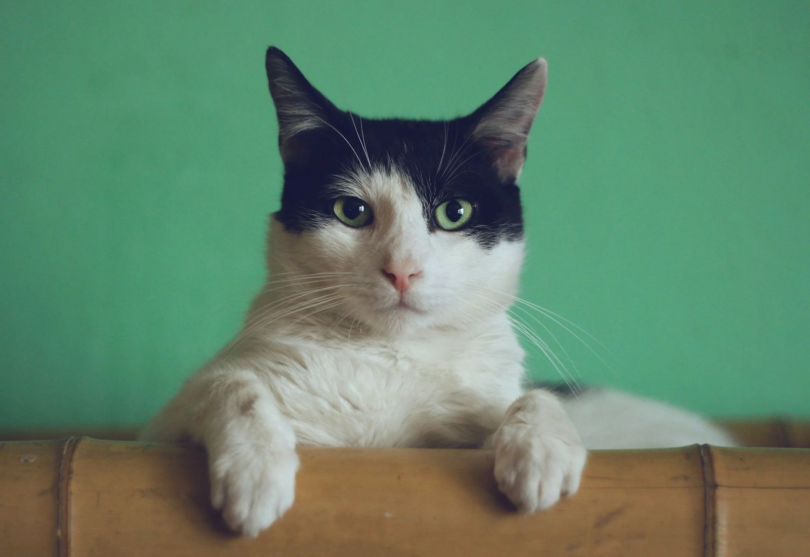 Cat peeking over a wooden ledge