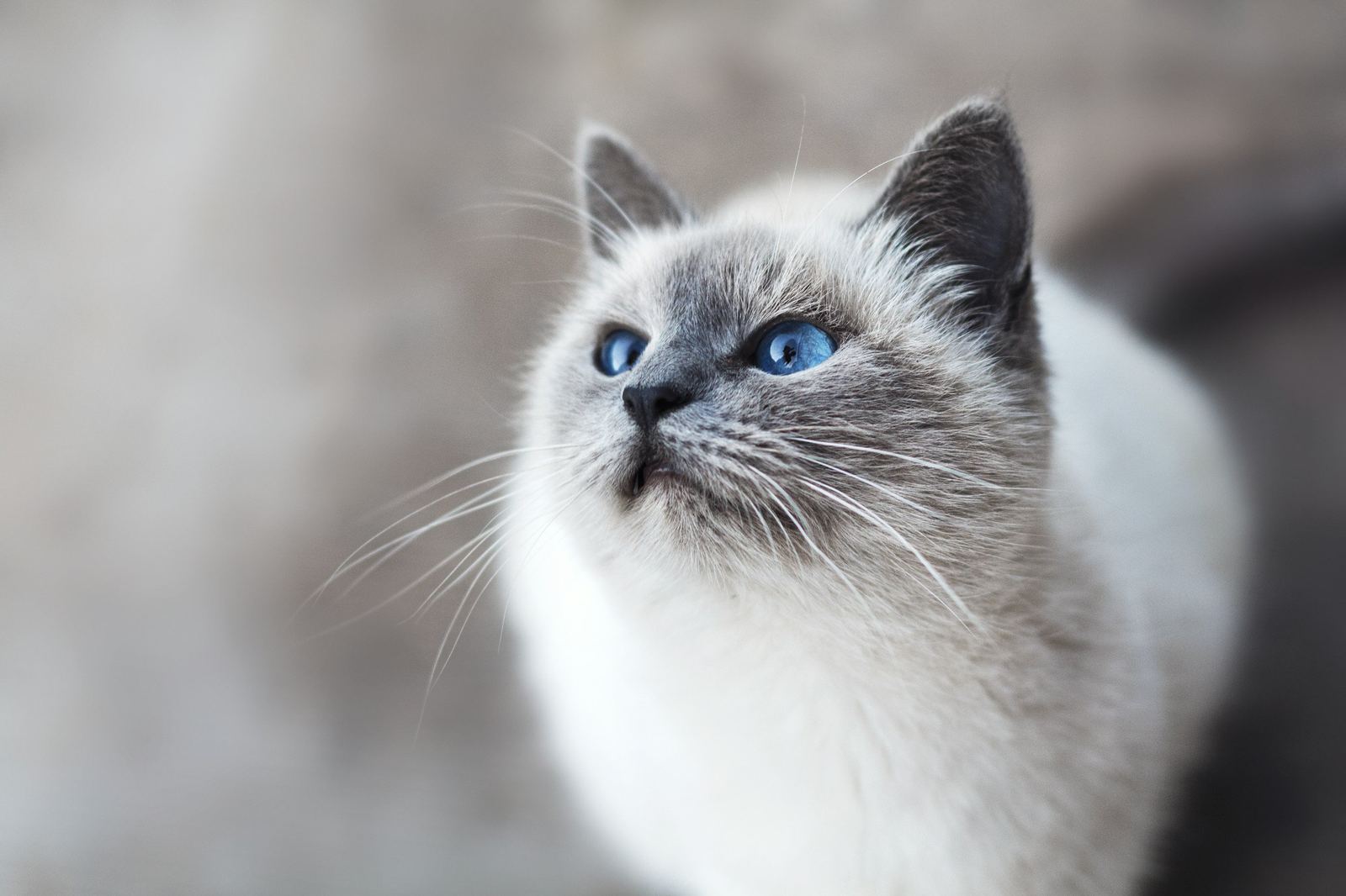 Pet at Animal General Hospital