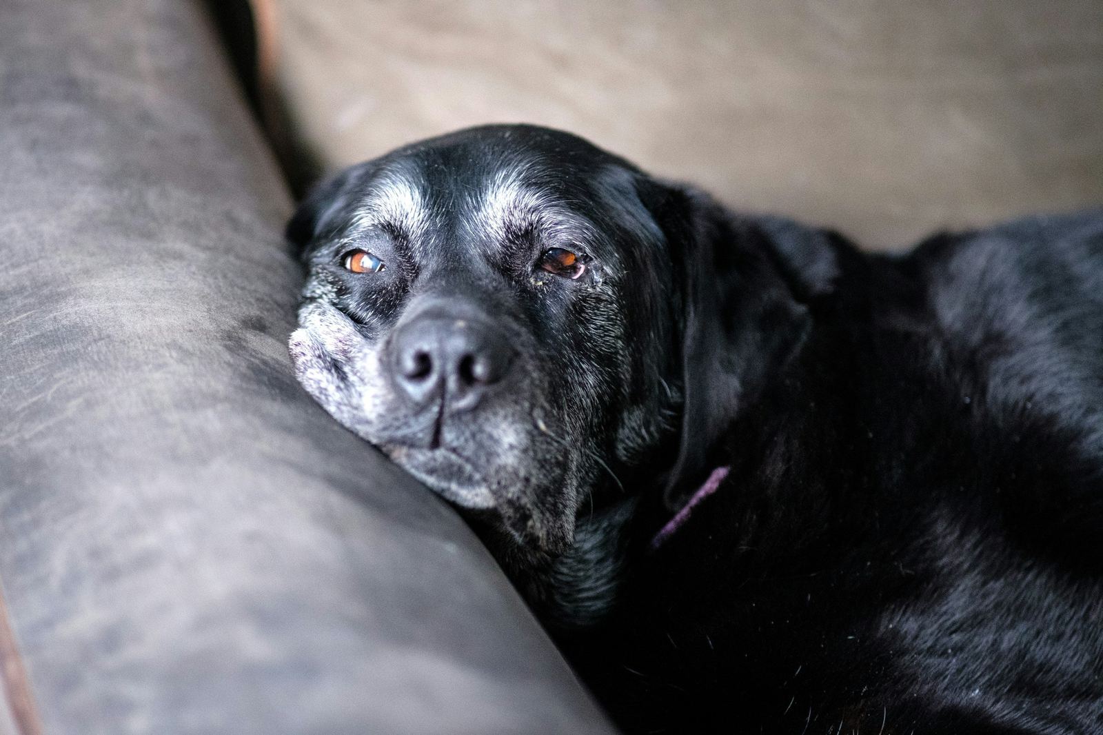 Black dog resting its head on a couch