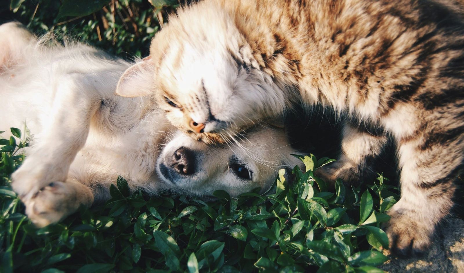 Dog and cat lying together in the grass