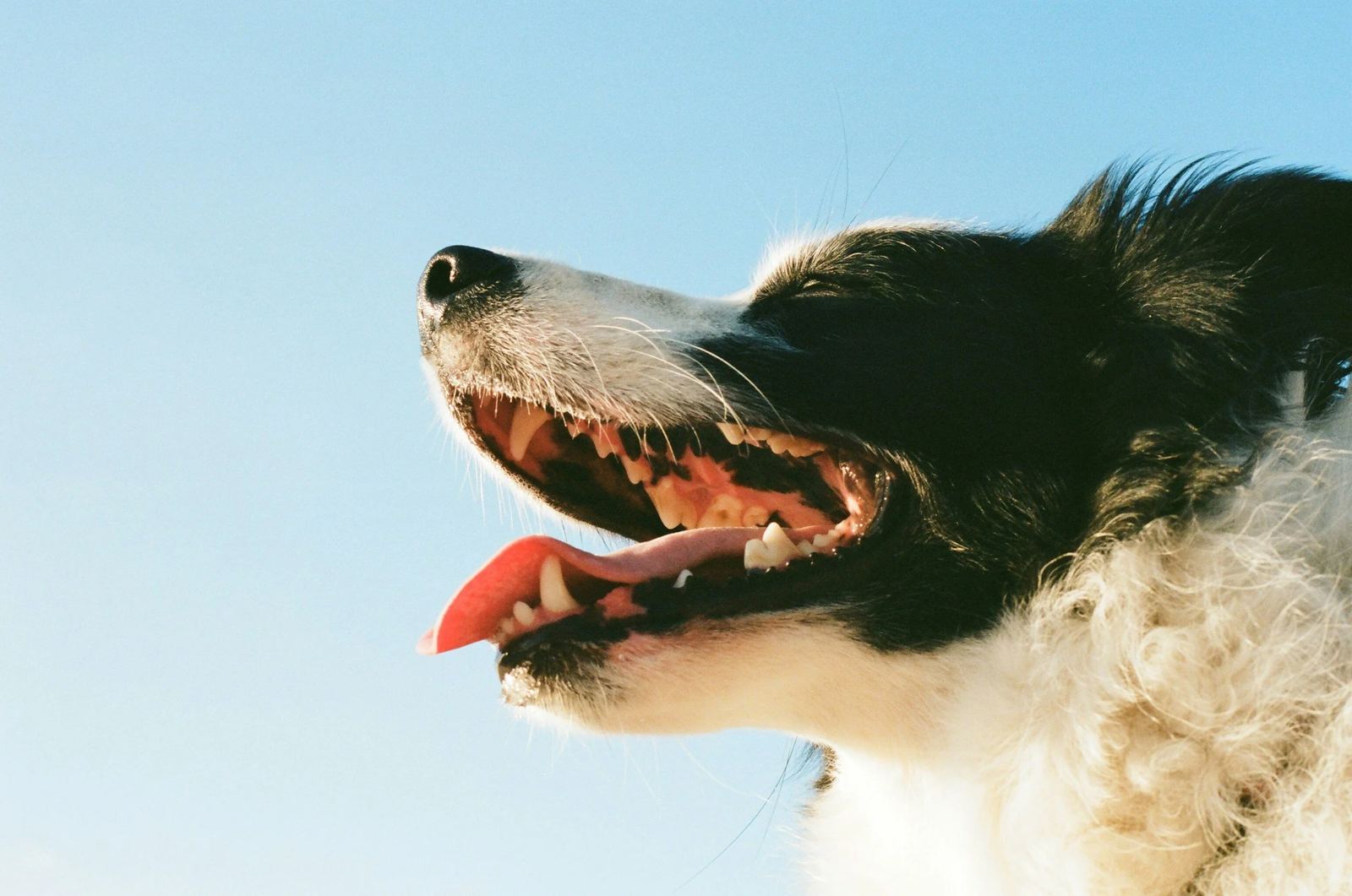 Happy dog with its mouth open against a blue sky