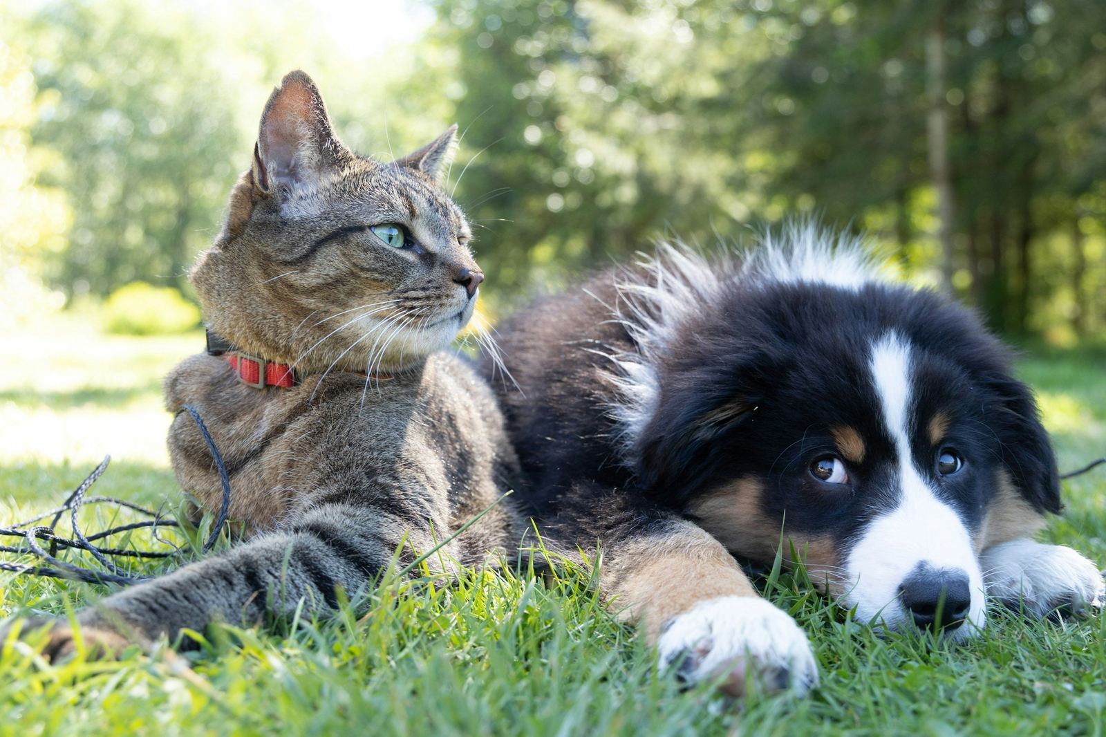 Cat and border collie lying together in the grass