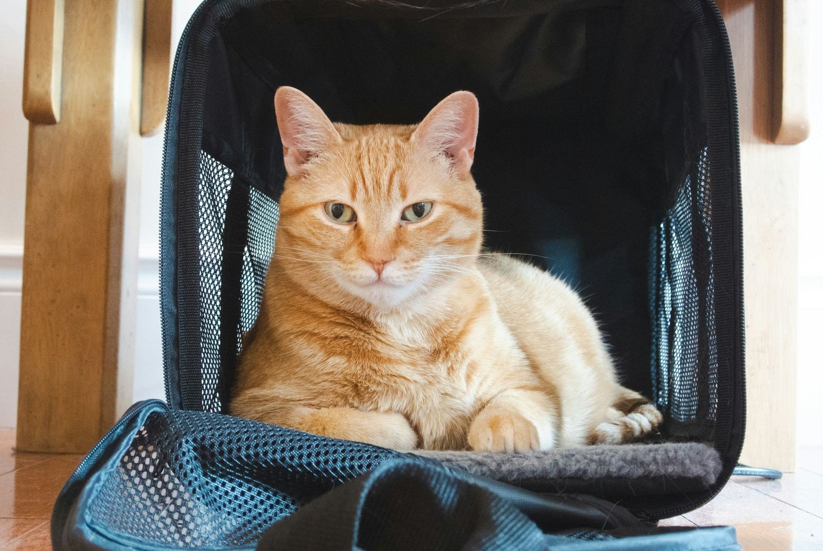 Orange cat sitting in a pet carrier